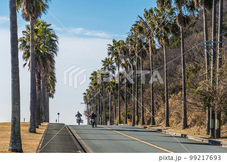 《愛知県》蒲郡市 三河湾国定公園 西浦シーサイドロードのヤシの木 《愛知県》蒲郡市 三河湾国定公園 西浦シーサイドロードのヤシの木 99217693
