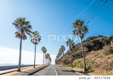 《愛知県》蒲郡市　三河湾国定公園　西浦シーサイドロードのヤシの木 99217698