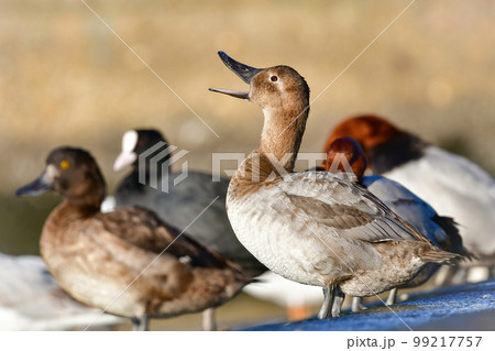 めったに見られない珍しい水鳥、カモの仲間オオホシハジロ 99217757