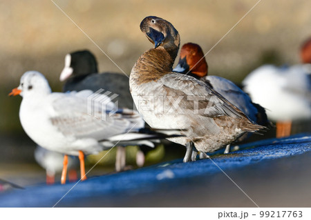 めったに見られない珍しい水鳥、カモの仲間オオホシハジロ 99217763