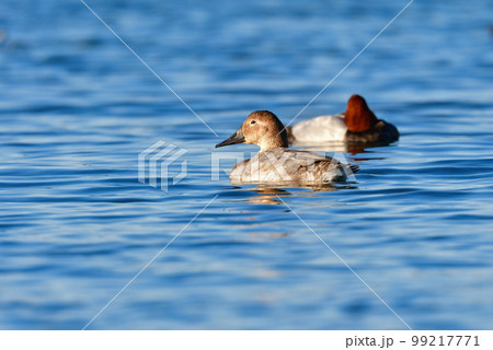 めったに見られない珍しい水鳥、カモの仲間オオホシハジロ めったに見られない珍しい水鳥、カモの仲間オオホシハジロ 99217771