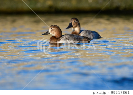 冬に湖や川で見られる身近なカモの仲間、ホシハジロ 99217861