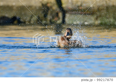 冬に湖や川で見られる身近なカモの仲間、ホシハジロ 99217870
