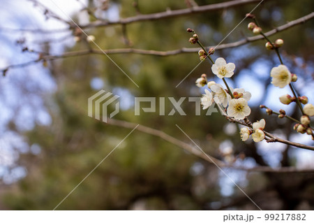 梅の花 99217882