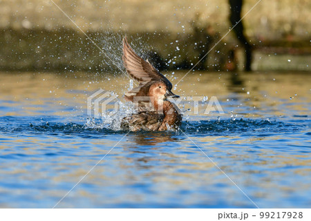 冬に湖や川で見られる身近なカモの仲間、ホシハジロ 99217928