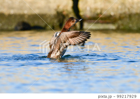 冬に湖や川で見られる身近なカモの仲間、ホシハジロ 99217929