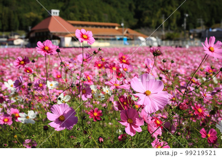愛媛県宇和島市　みまのコスモス畑 99219521
