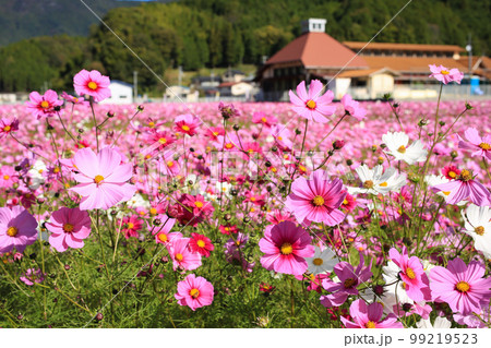 愛媛県宇和島市　みまのコスモス畑 99219523