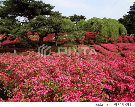 つつじ　公園 99219891