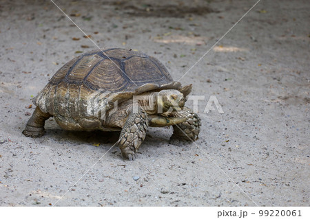 Sulcata tortoise in the garden at thailand 99220061