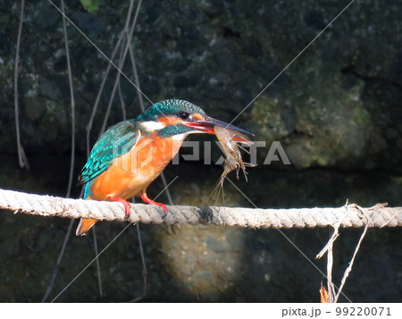 エビを捕食するカワセミ 99220071