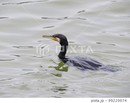 川を泳ぐカワウ 99220074