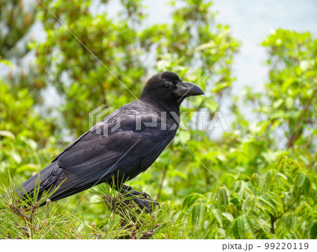 枝に留まるカラス 99220119