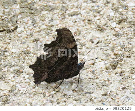 地面に降りたチョウ 99220129