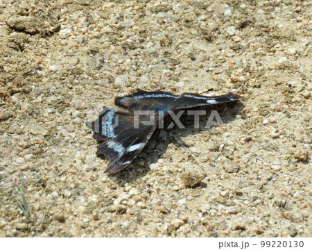 地面に降りたチョウ 地面に降りたチョウ 99220130