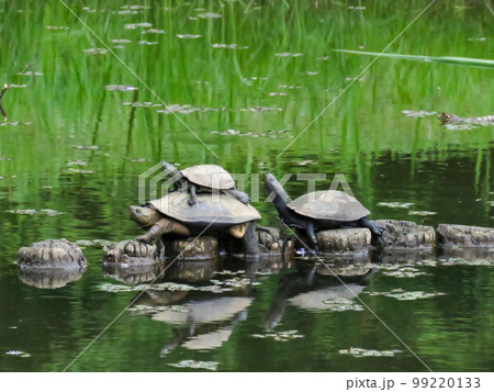 甲羅干しするカメの親子 99220133