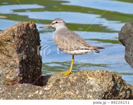 岩場に佇むキアシシギ 99220151