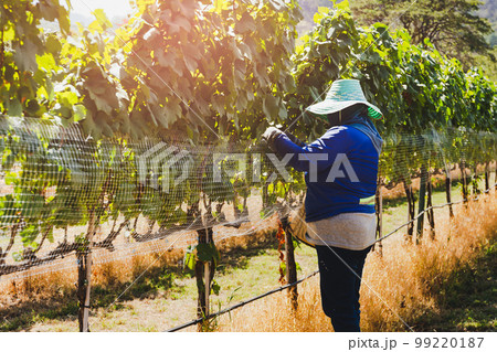 Unidentified worker netting grape wine with wire mesh in vineyard. 99220187