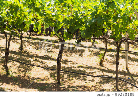 Grapevine with ripe bunches of grapes in vineyard. 99220189