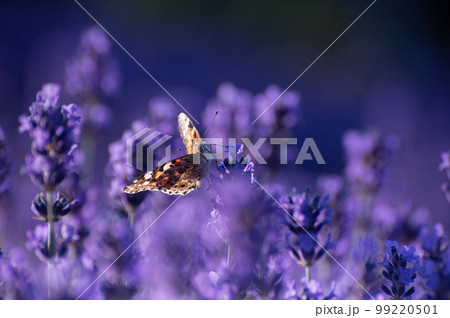 Beautiful summer Floral Background with a Gentle Butterflies on Lavender Flowers.. Beautiful summer Floral Background with a Gentle Butterflies on Lavender Flowers.. 99220501