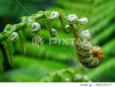 植物　シダ類 99220527