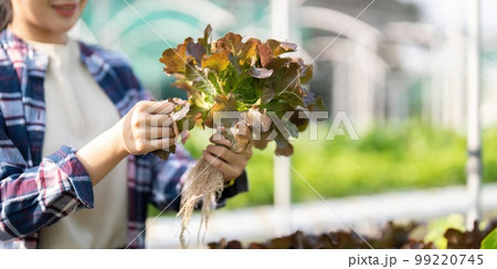 Asian female farmer record data in his farm, trying to collect and inspect the vegetables 99220745