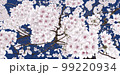 満開の夜桜 99220934