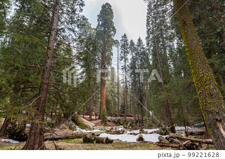 Giant Sequoia trees in Yosemite Park Giant Sequoia trees in Yosemite Park 99221628