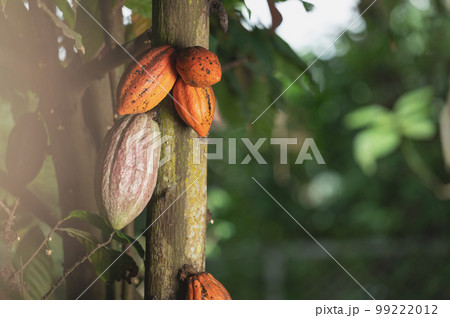 Group of cacao pod 99222012