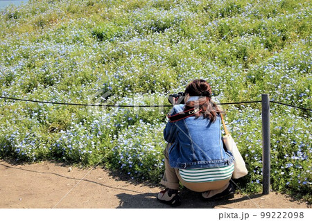 ネモフィラを撮影するカメラ女子 ネモフィラを撮影するカメラ女子 99222098