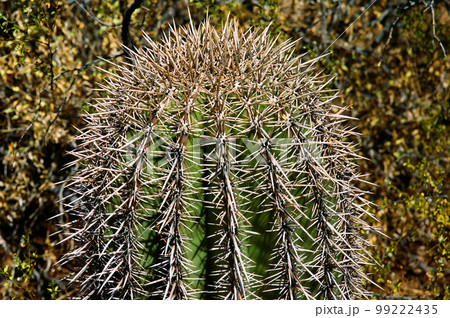 Arizona Barrel Cactus close up 99222435