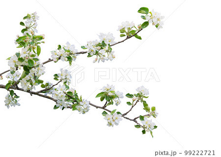 Branch with blossoms isolated on white background 99222721