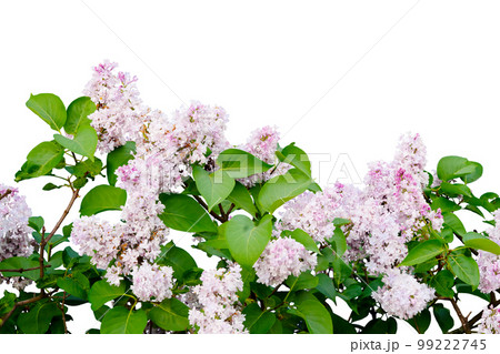Purple lilac branch isolated on white background 99222745