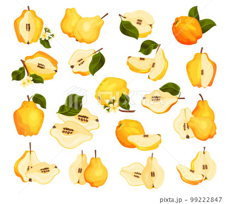 Quince Fruit Whole and Half with Stem Big Vector Set 99222847