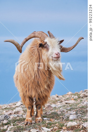 Portrait of wild goat on mountainside in daytime on blue background. 99223234