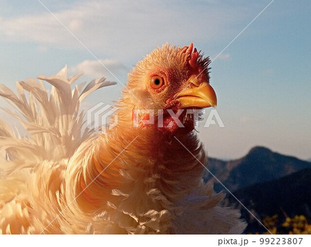 鶏さんと地元巡り 99223807