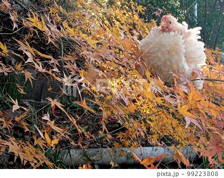 鶏さんと地元巡り 99223808