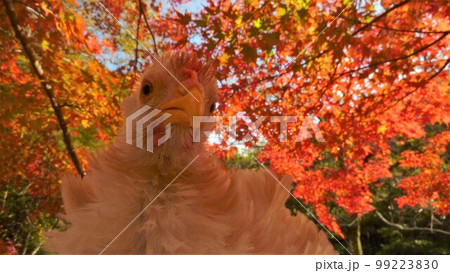 鶏さんと地元巡り 99223830