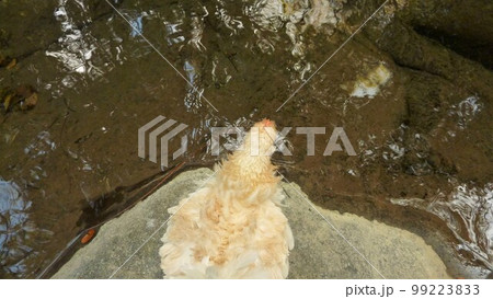 鶏さんと地元巡り 99223833