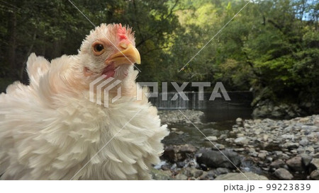 鶏さんと地元巡り 99223839