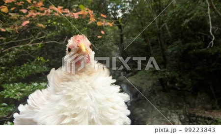 鶏さんと地元巡り 99223843