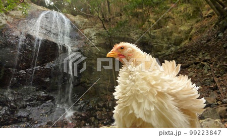 鶏さんと地元巡り 99223847