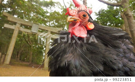 鶏さんと地元巡り 鶏さんと地元巡り 99223851