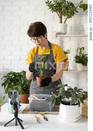 Middle aged woman blogger in front of smartphone camera on tripod records instructional tutorial video for her blog shoots process of replanting flowers and green plants full of soil enjoys botanic 99223980