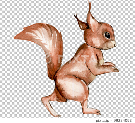 Hand drawn watercolor squirrel. Watercolor hand - Stock Illustration  [99224098] - PIXTA