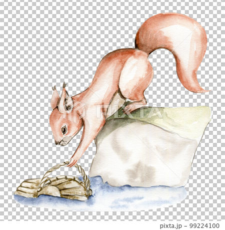 Hand drawn watercolor squirrel. Watercolor hand draw fairy tale illustration. Illustartion with white isolated background. Perfect for greeting card, poster. 99224100
