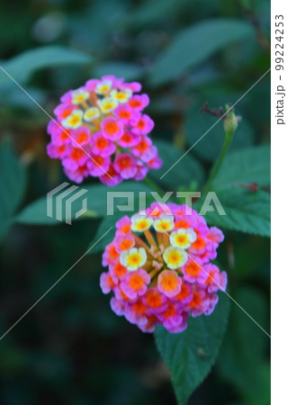 花 フラワー お花 99224253