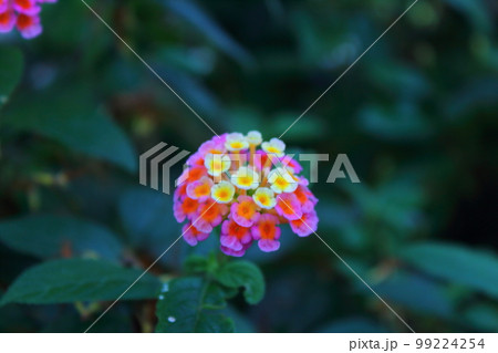 花 フラワー お花 99224254