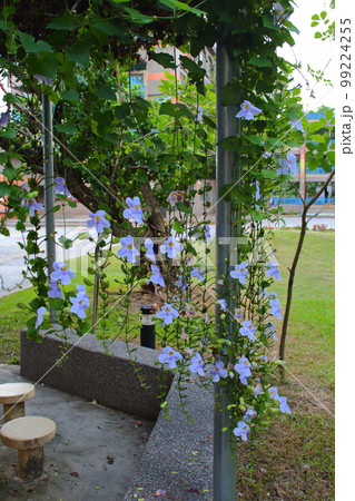 花 フラワー お花 99224255