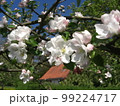 りんごの花　Apple blossom Apfelblüte 99224717